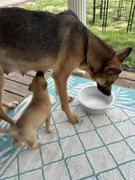 Zena, a female German Shepherd Dog and American Pit Bull Terrier for sale in Pulaski, VA – Photo 6 of 6