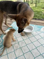 Zena, a female German Shepherd Dog and American Pit Bull Terrier for sale in Pulaski, VA – Photo 5 of 6