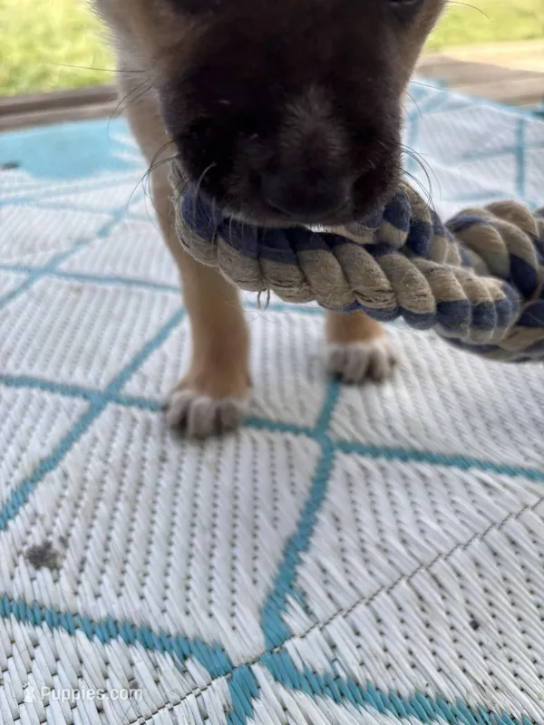 Zena – German Shepherd Dog, American Pit Bull Terrier puppy for sale in Pulaski, VA