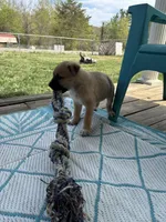 Zena, a female German Shepherd Dog and American Pit Bull Terrier for sale in Pulaski, VA – Photo 4 of 6