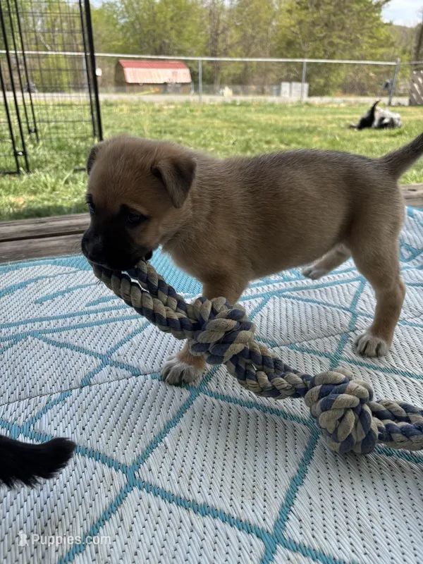 Zena – German Shepherd Dog, American Pit Bull Terrier puppy for sale in Pulaski, VA