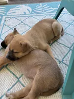 Zena, a female German Shepherd Dog and American Pit Bull Terrier for sale in Pulaski, VA – 7 of 7