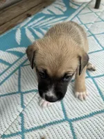 Kingston , a male German Shepherd Dog and American Pit Bull Terrier for sale in Pulaski, VA – Photo 2 of 2