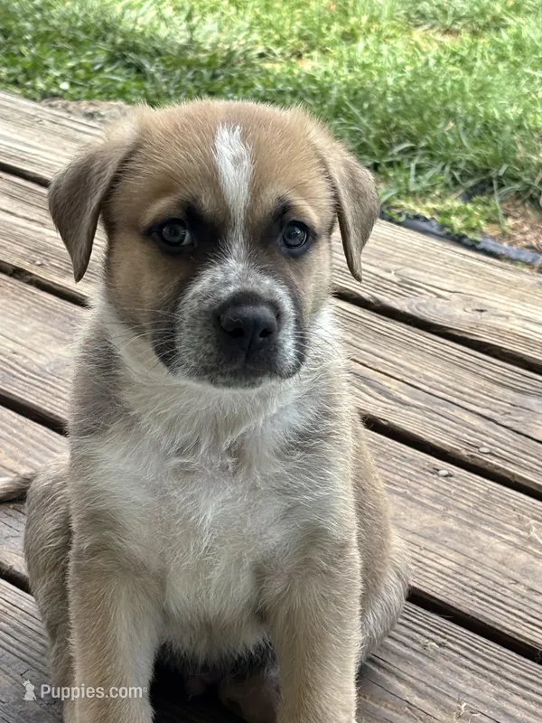Kingston  – German Shepherd Dog, American Pit Bull Terrier puppy for sale in Pulaski, VA
