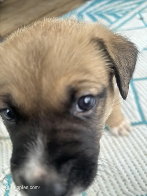 Kingston  – German Shepherd Dog, American Pit Bull Terrier puppy for sale in Pulaski, VA