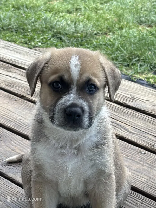 Kingston  – German Shepherd Dog, American Pit Bull Terrier puppy for sale in Pulaski, VA