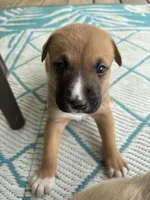 Kingsley, a female German Shepherd Dog and American Pit Bull Terrier for sale in Pulaski, VA – Photo 2 of 2
