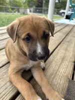 Kingsley, a female German Shepherd Dog and American Pit Bull Terrier for sale in Pulaski, VA – 9 of 10