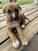 Kingsley, a female German Shepherd Dog and American Pit Bull Terrier for sale in Pulaski, VA – 10 of 10