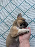 Kingsley, a female German Shepherd Dog and American Pit Bull Terrier for sale in Pulaski, VA – 3 of 10