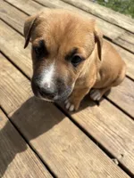 Kingsley, a female German Shepherd Dog and American Pit Bull Terrier for sale in Pulaski, VA – 8 of 10