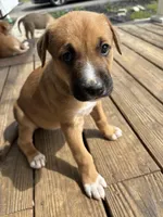 Kingsley, a female German Shepherd Dog and American Pit Bull Terrier for sale in Pulaski, VA – 7 of 10