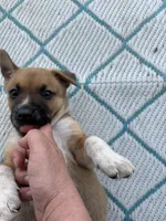 Kingsley, a female German Shepherd Dog and American Pit Bull Terrier for sale in Pulaski, VA – 2 of 10