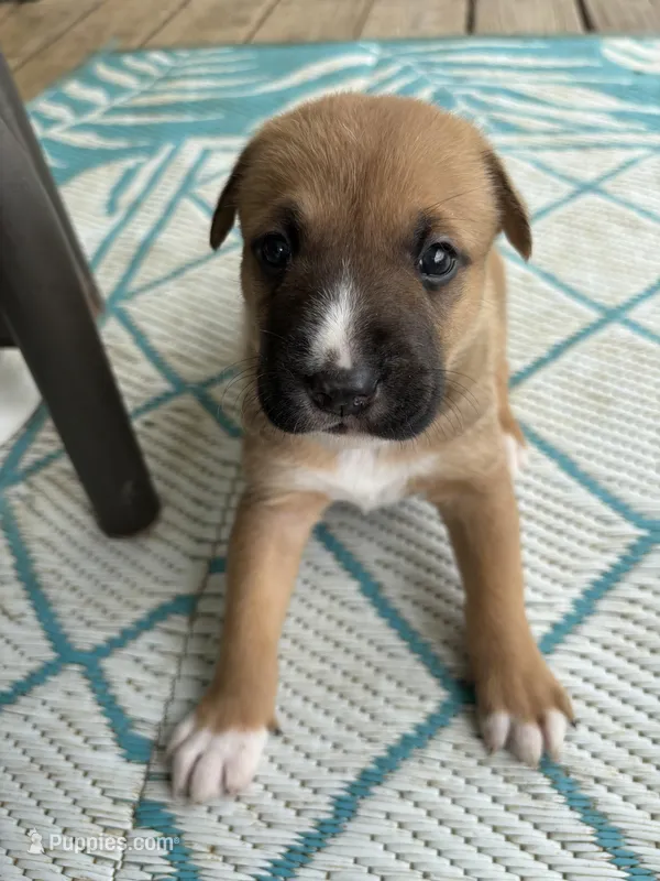 Kingsley – German Shepherd Dog, American Pit Bull Terrier puppy for sale in Pulaski, VA
