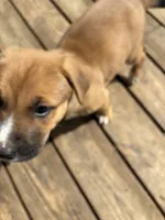 Kingsley, a female German Shepherd Dog and American Pit Bull Terrier for sale in Pulaski, VA – 6 of 10