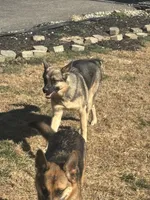 Karla, a female German Shepherd Dog for sale in Pulaski, VA – 2 of 8