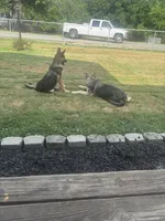 Karla, a female German Shepherd Dog for sale in Pulaski, VA – 7 of 8