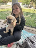 Kendra, a female German Shepherd Dog and American Pit Bull Terrier for sale in Pulaski, VA – Photo 3 of 5