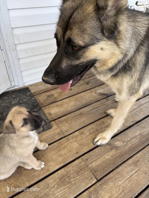 Kendra – German Shepherd Dog, American Pit Bull Terrier puppy for sale in Pulaski, VA