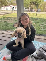 Kendra, a female German Shepherd Dog and American Pit Bull Terrier for sale in Pulaski, VA – Photo 4 of 5