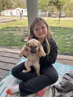 Kendra, a female German Shepherd Dog and American Pit Bull Terrier for sale in Pulaski, VA – Photo 5 of 5