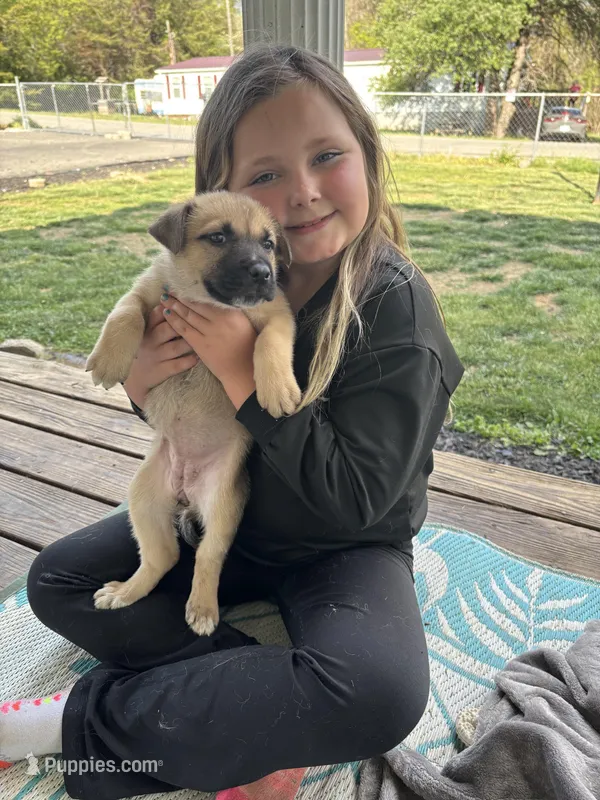 Kendra – German Shepherd Dog, American Pit Bull Terrier puppy for sale in Pulaski, VA