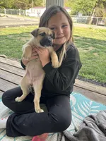 Kendra, a female German Shepherd Dog and American Pit Bull Terrier for sale in Pulaski, VA – Photo 2 of 5