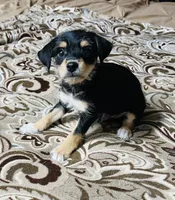 Oscar, a male Chihuahua and Yorkshire Terrier for sale in Apple Valley, CA – 1 of 1