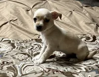 Winnie, a female Yorkshire Terrier for sale in Apple Valley, CA – 2 of 2