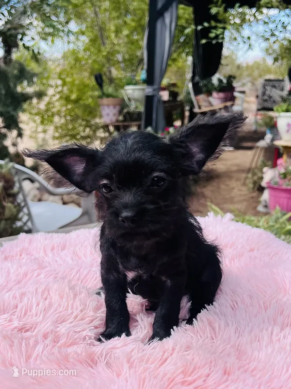 Tiny boy – Chihuahua puppy for sale in Apple Valley, CA