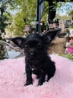 Tiny boy, a male Chihuahua for sale in Apple Valley, CA – 1 of 3