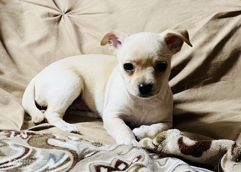 Winnie – Yorkshire Terrier puppy for sale in Apple Valley, CA