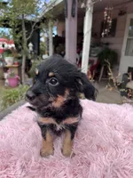 Tiny Prince , a male Yorkshire Terrier for sale in Apple Valley, CA – 2 of 2