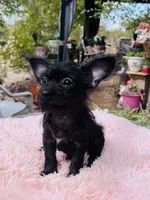 Tiny boy, a male Chihuahua for sale in Apple Valley, CA – 3 of 3