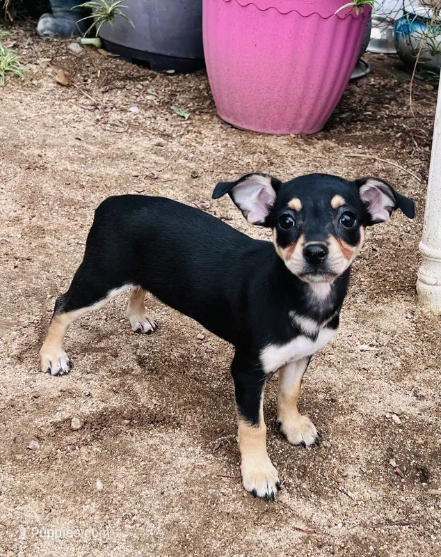 Dolly – Chihuahua puppy for sale in Apple Valley, CA