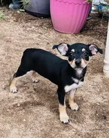 Dolly, a female Chihuahua for sale in Apple Valley, CA – 1 of 2