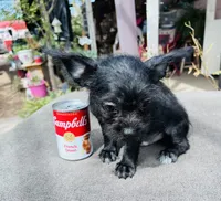 Tiny boy, a male Chihuahua for sale in Apple Valley, CA – 2 of 3