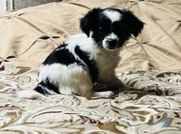 Athena, a female Yorkshire Terrier for sale in Apple Valley, CA – 2 of 2