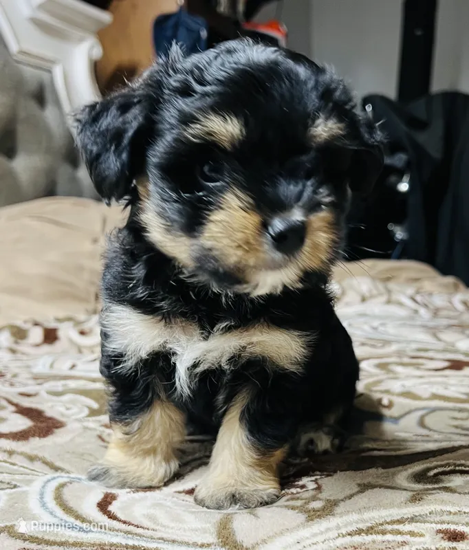 King – Yorkshire Terrier puppy for sale in Apple Valley, CA