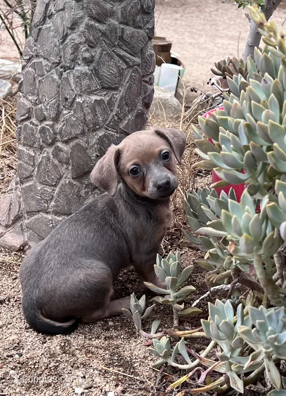 Princess  – Chihuahua puppy for sale in Apple Valley, CA