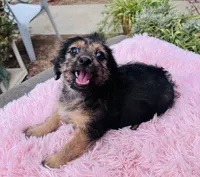 Queen, a female Yorkshire Terrier for sale in Apple Valley, CA – 2 of 3