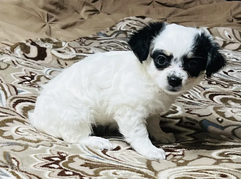 Panda  – Chihuahua, Yorkshire Terrier puppy for sale in Apple Valley, CA