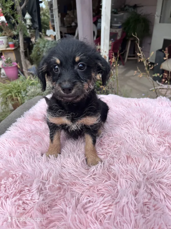 Tiny Prince  – Yorkshire Terrier puppy for sale in Apple Valley, CA