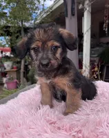 Queen, a female Yorkshire Terrier for sale in Apple Valley, CA – 1 of 3