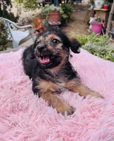 Queen, a female Yorkshire Terrier for sale in Apple Valley, CA – 3 of 3