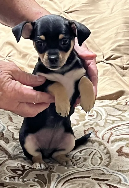 Roxy – Chihuahua, Yorkshire Terrier puppy for sale in Apple Valley, CA