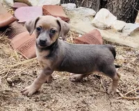 Princess , a female Chihuahua for sale in Apple Valley, CA – 2 of 2