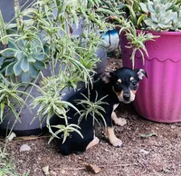 Dolly, a female Chihuahua for sale in Apple Valley, CA – 2 of 2