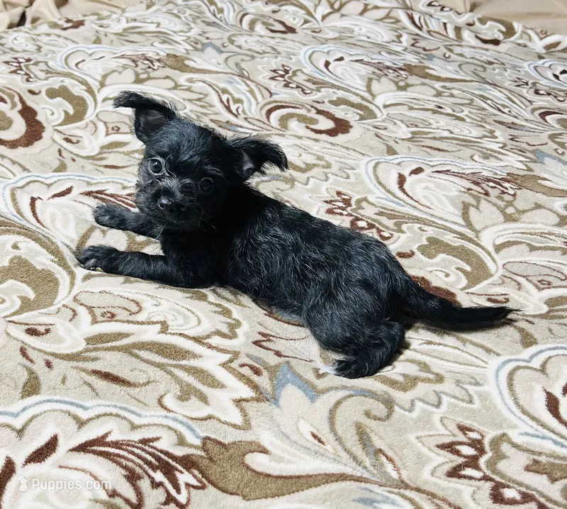 Midnight – Chihuahua, Yorkshire Terrier puppy for sale in Apple Valley, CA
