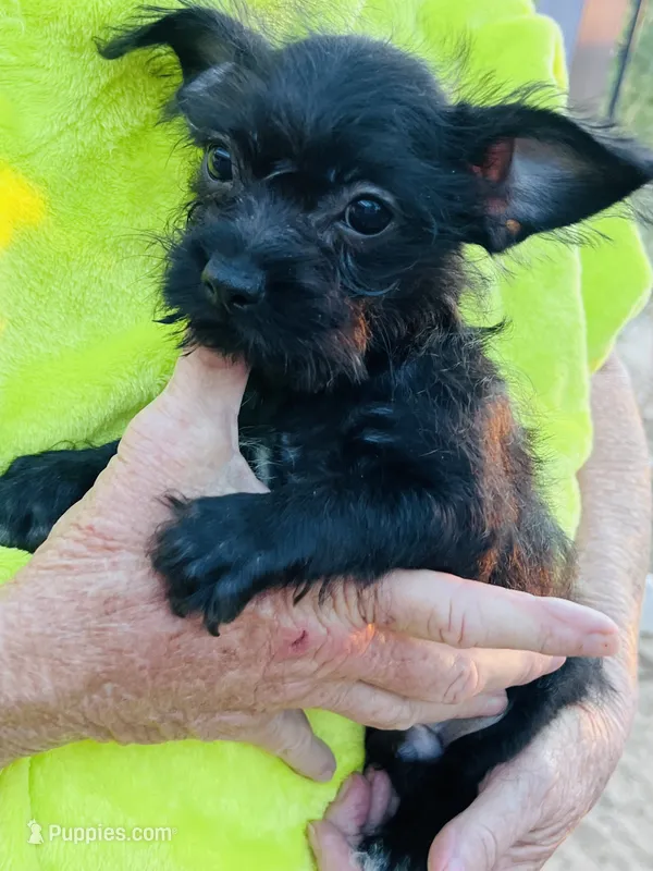 Midnight – Chihuahua, Yorkshire Terrier puppy for sale in Apple Valley, CA